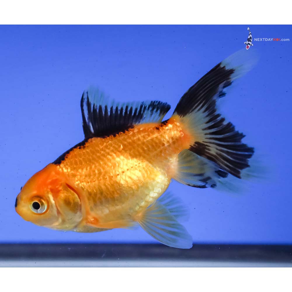 3” Imported Red and Black Oranda