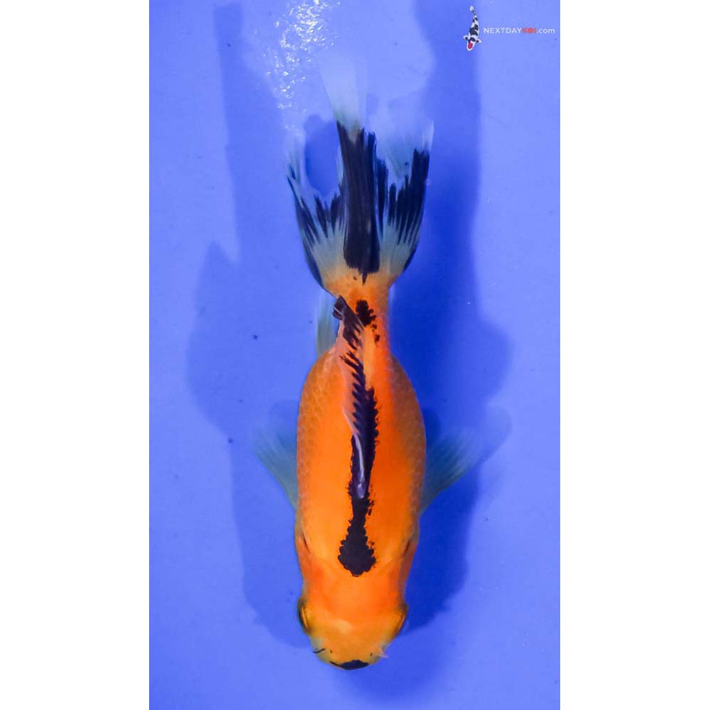 3” Imported Red and Black Oranda