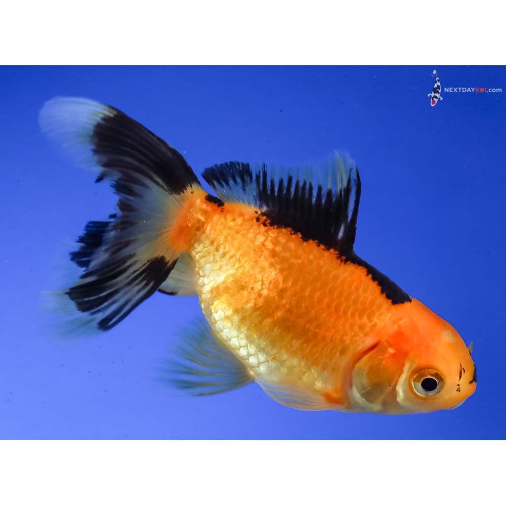 3” Imported Red and Black Oranda