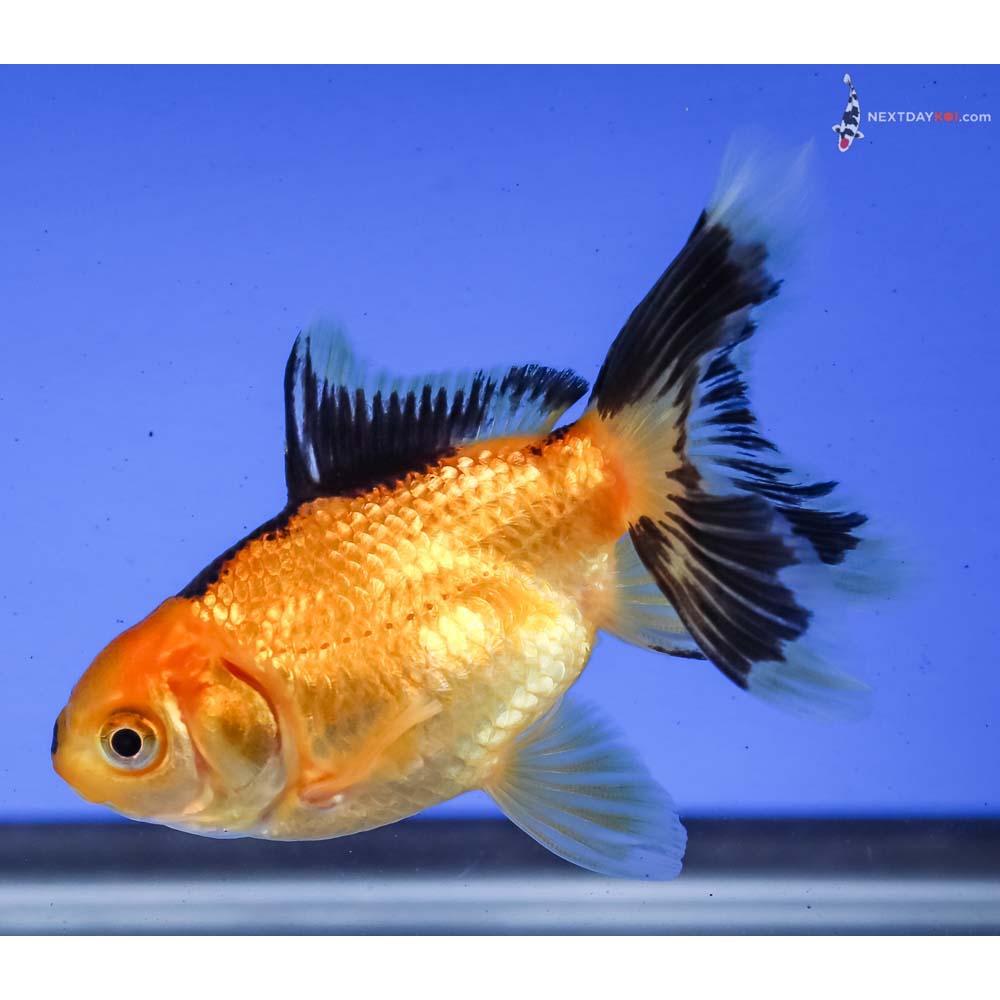 3” Imported Red and Black Oranda
