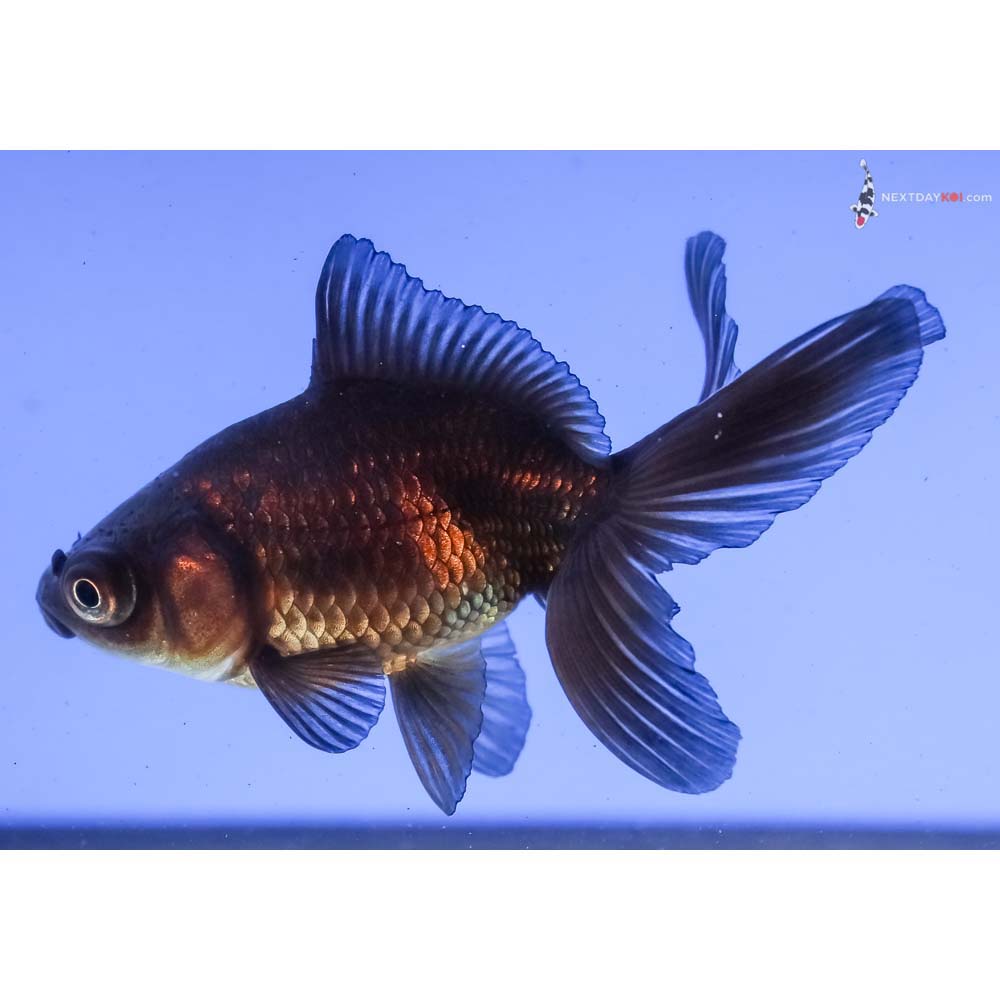 3” Imported Black Fantail