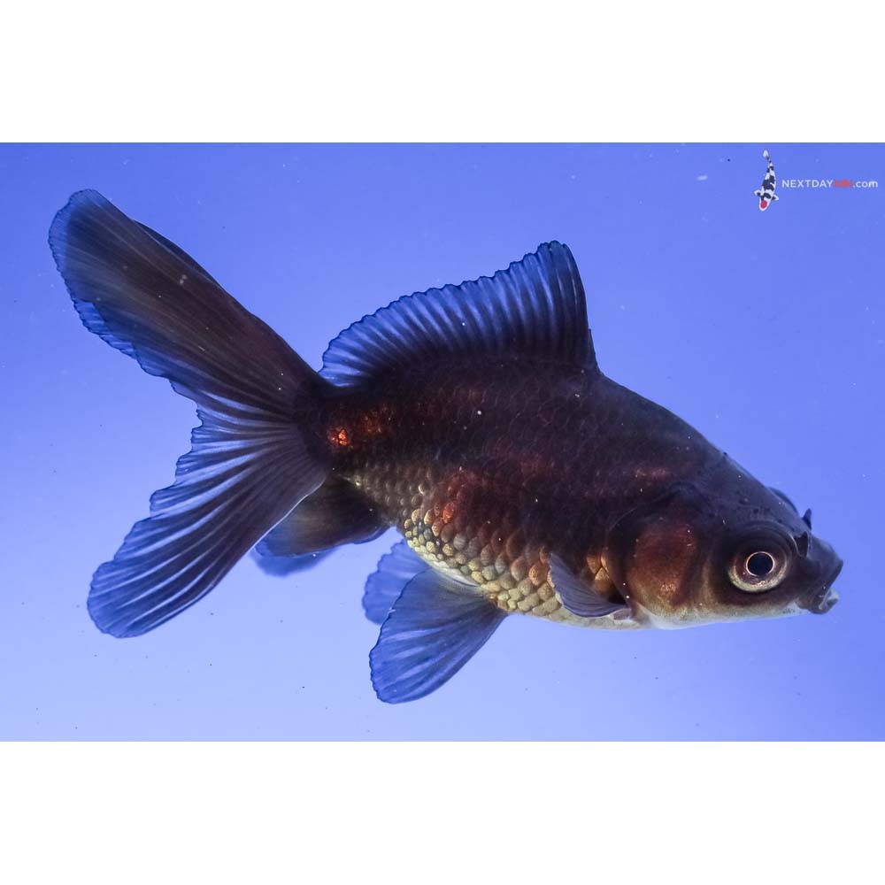 3” Imported Black Fantail