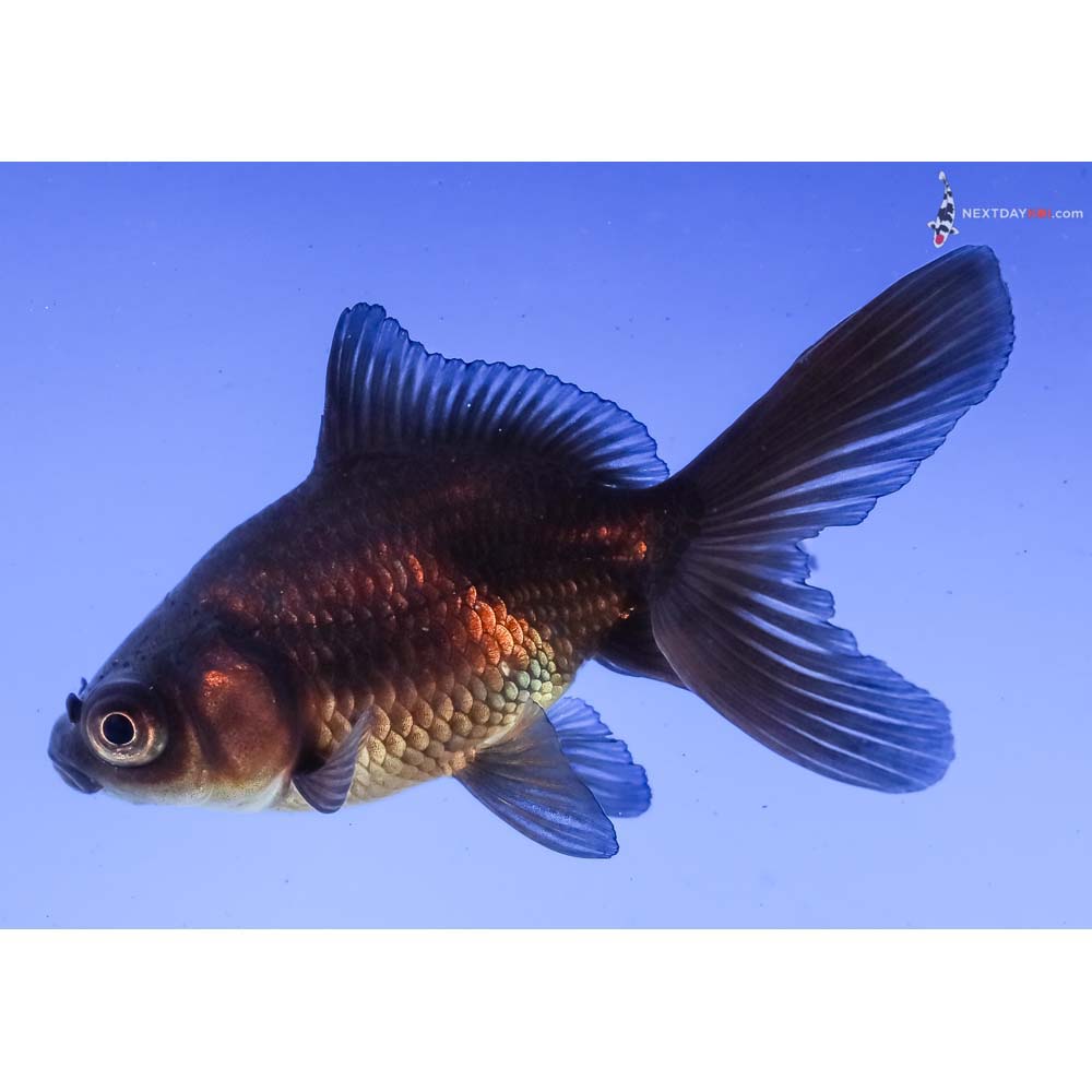 3” Imported Black Fantail