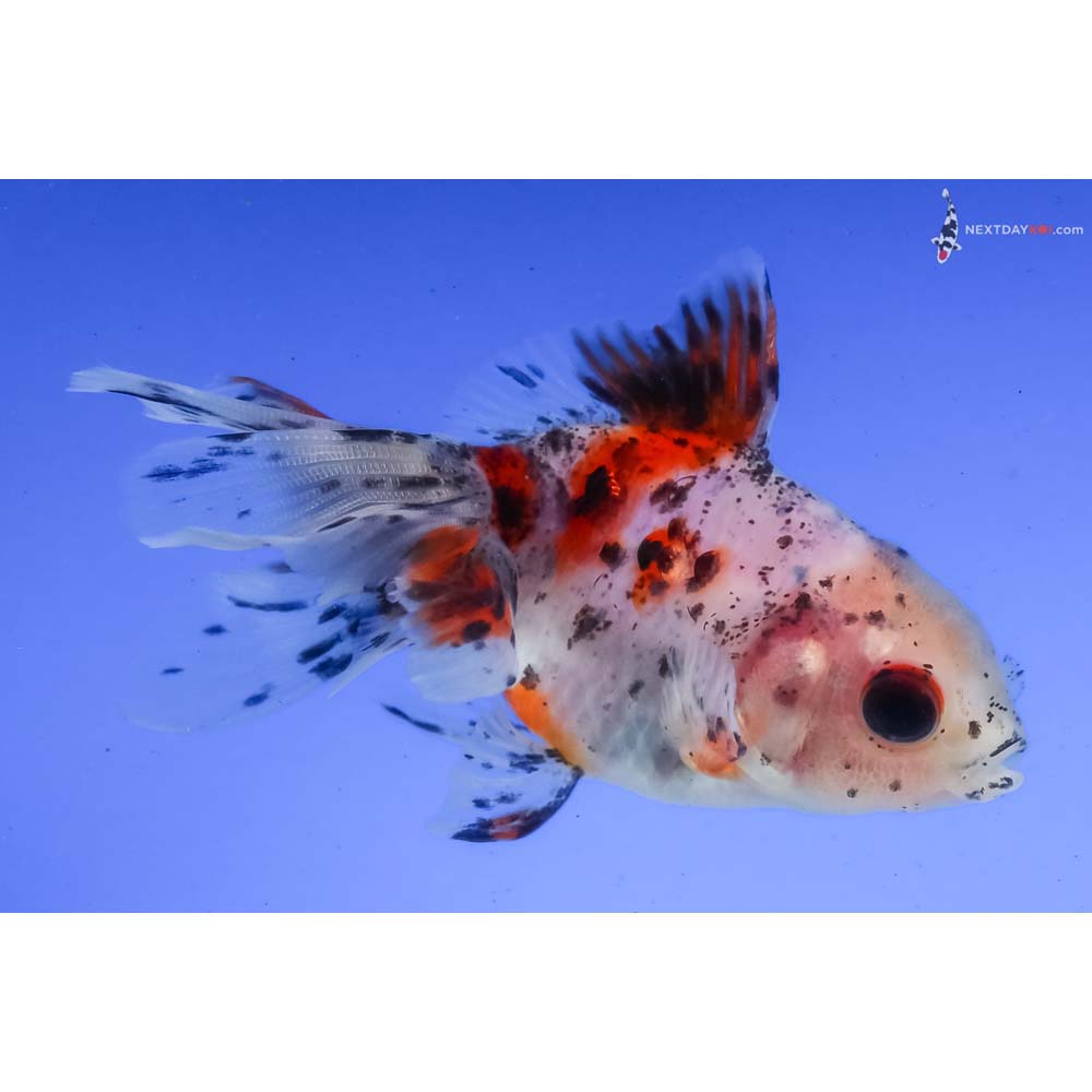 3” Imported Calico Fantail