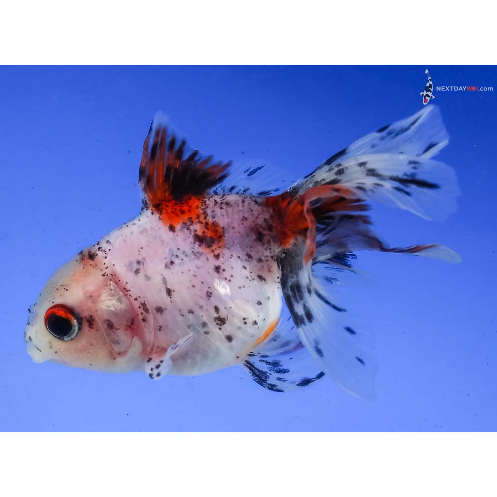3” Imported Calico Fantail