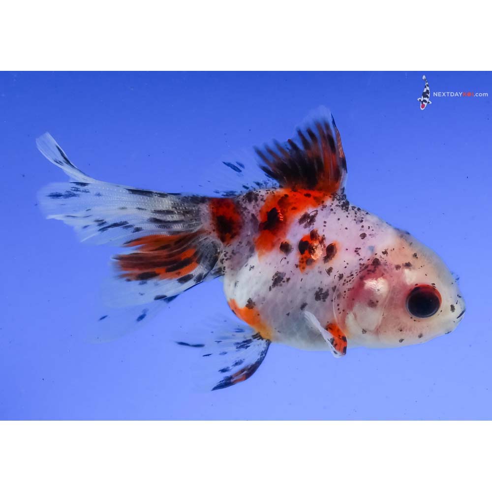 3” Imported Calico Fantail