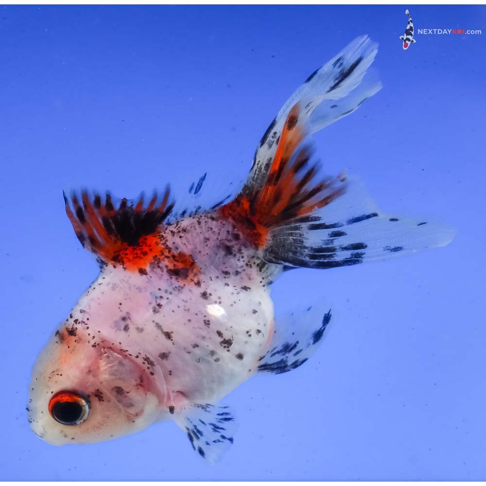 3” Imported Calico Fantail