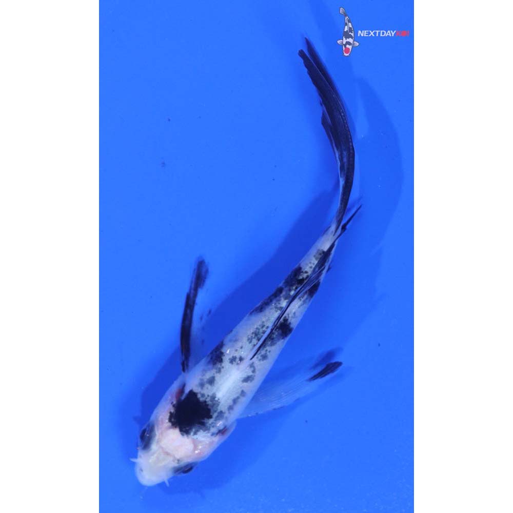 3” Imported Shiro Bekko Butterfly Koi