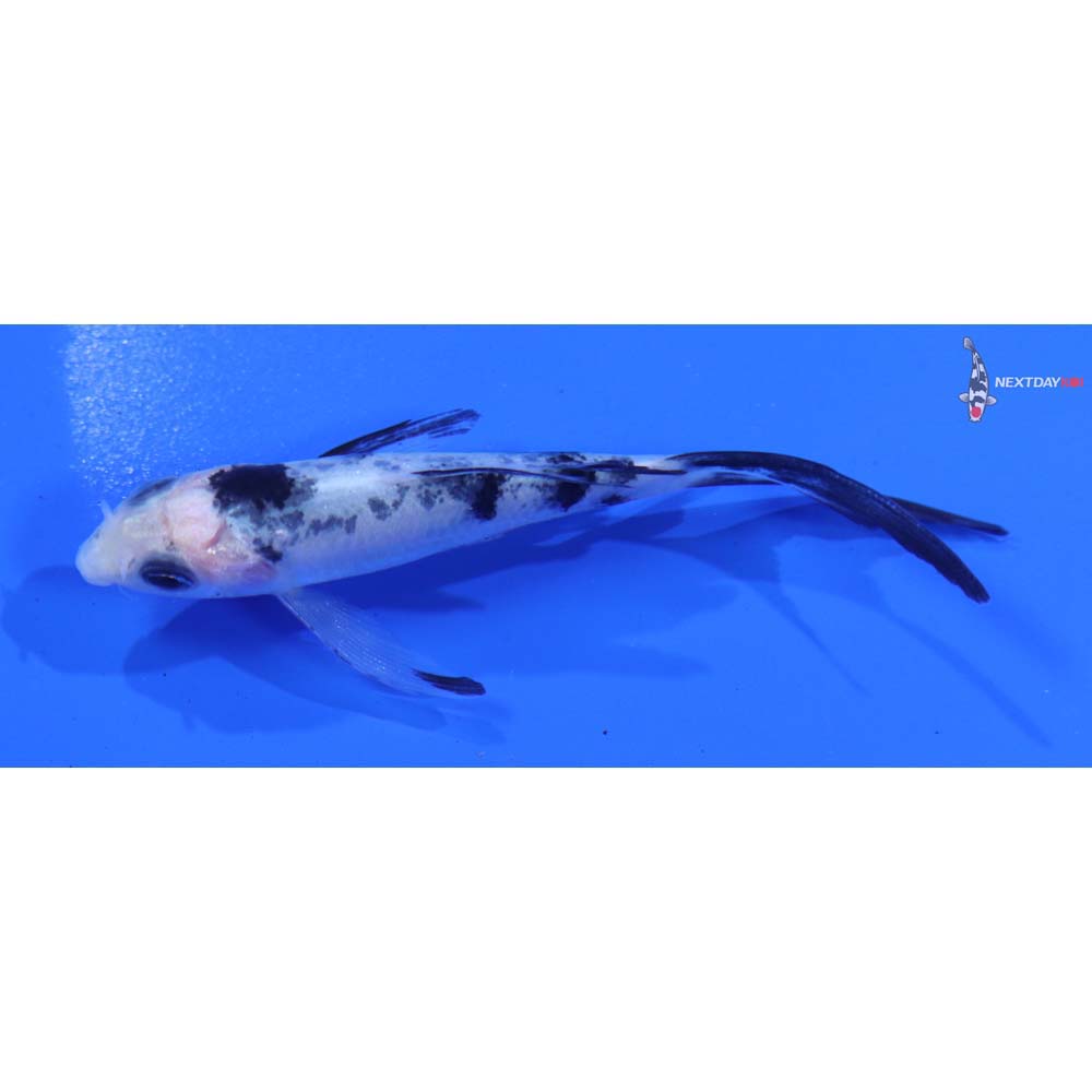 3” Imported Shiro Bekko Butterfly Koi