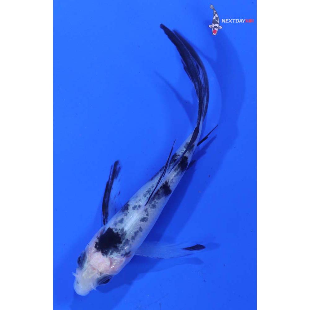 3” Imported Shiro Bekko Butterfly Koi