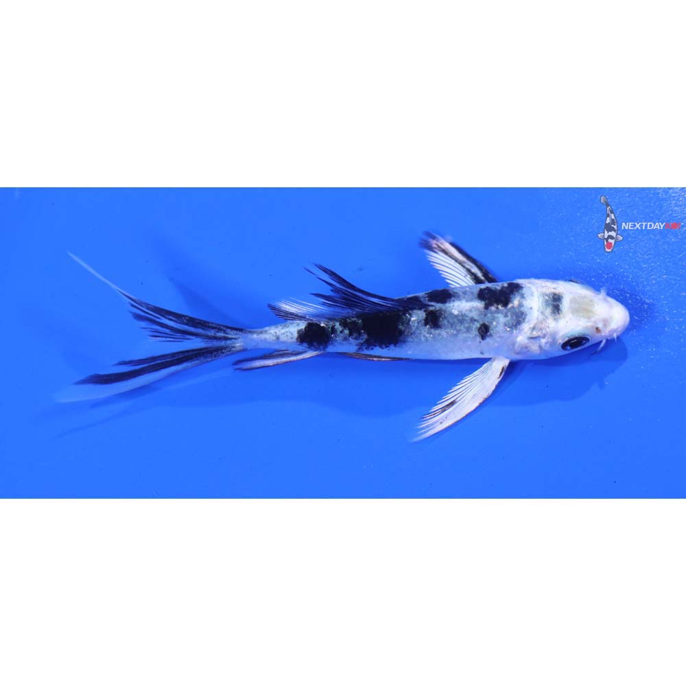 3.5” Imported Gin Shiro Bekko Butterfly Koi
