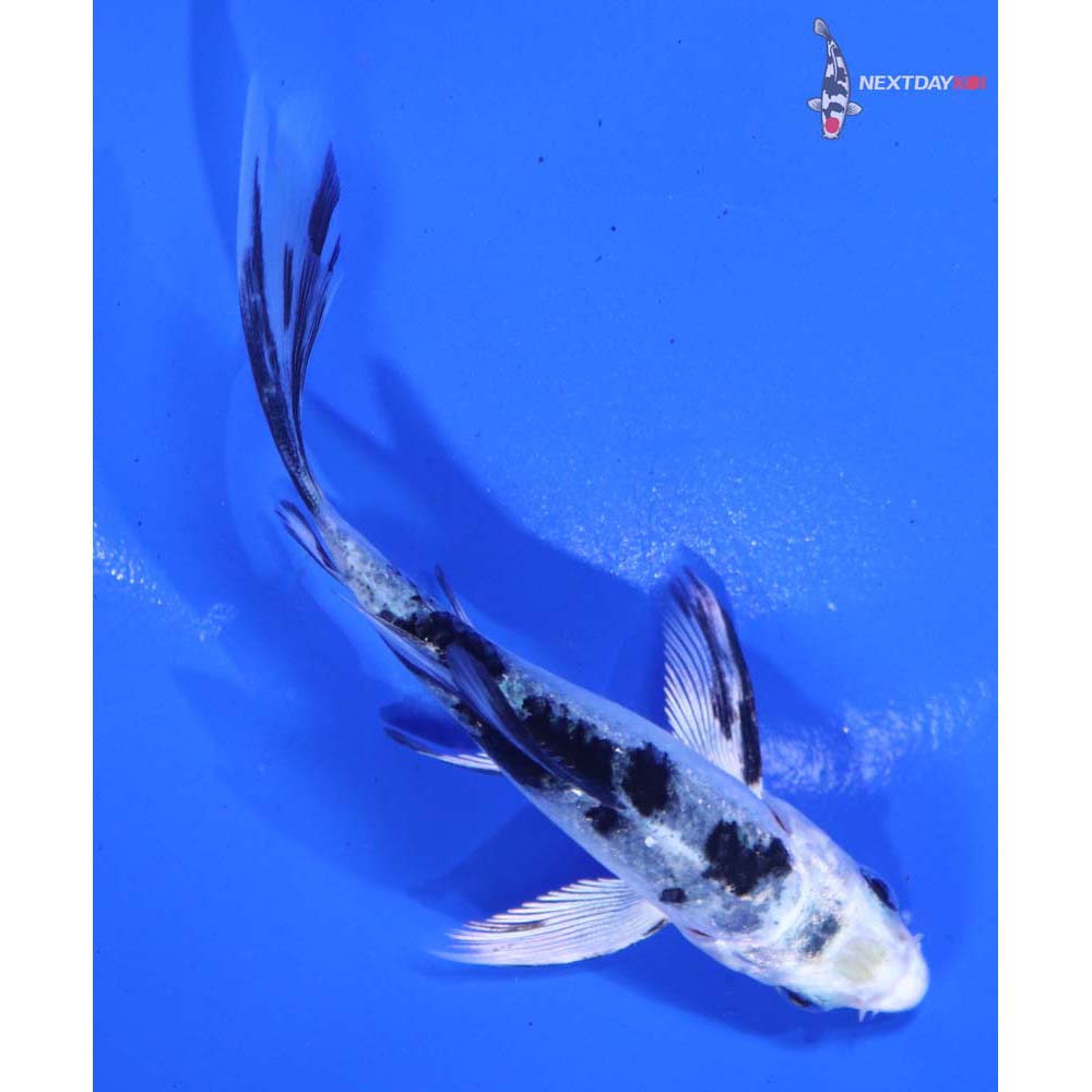 3.5” Imported Gin Shiro Bekko Butterfly Koi