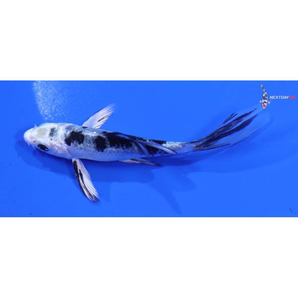 3.5” Imported Gin Shiro Bekko Butterfly Koi