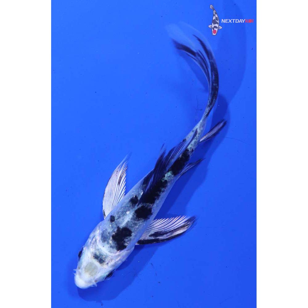3.5” Imported Gin Shiro Bekko Butterfly Koi