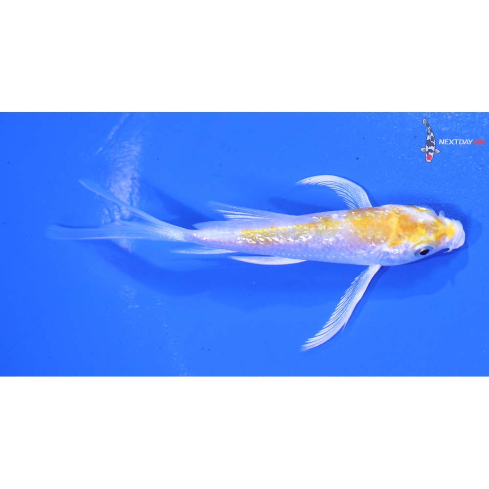 3.5” Imported Gin Rin Lemon Hariwake Butterfly Koi