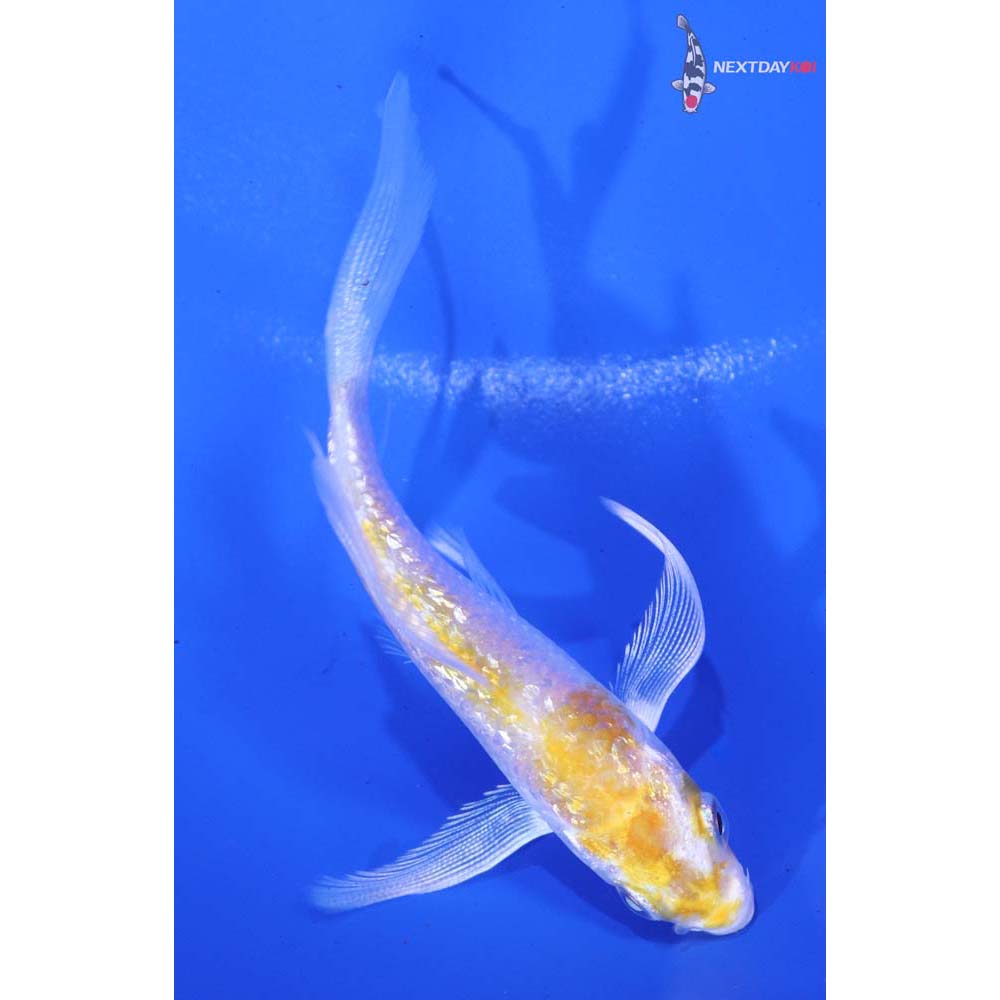3.5” Imported Gin Rin Lemon Hariwake Butterfly Koi
