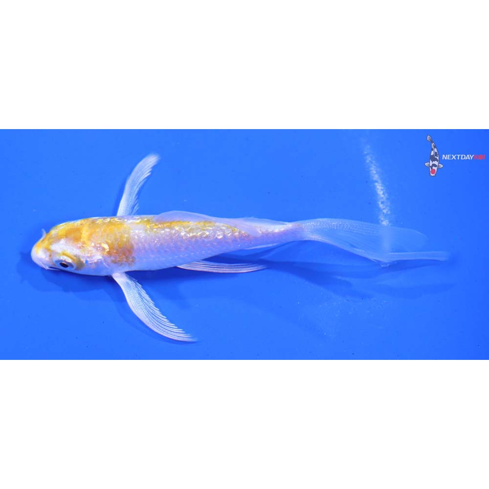 3.5” Imported Gin Rin Lemon Hariwake Butterfly Koi