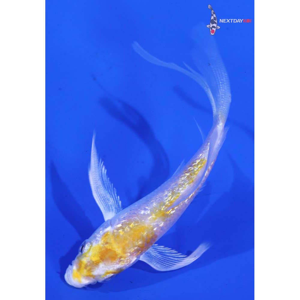 3.5” Imported Gin Rin Lemon Hariwake Butterfly Koi