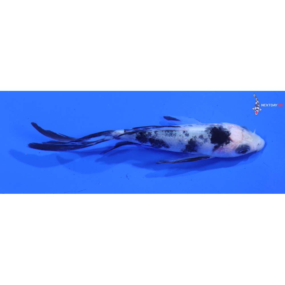 3” Imported Shiro Bekko Butterfly Koi