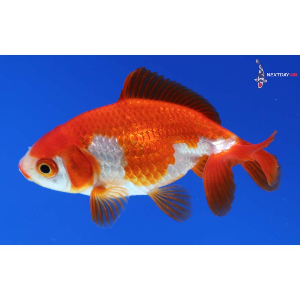 3” Imported Red and White Ryukin