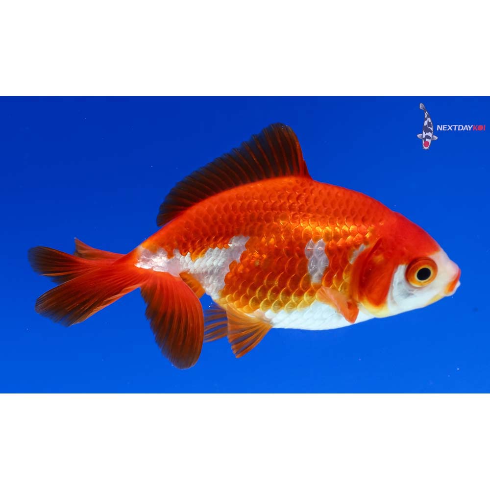 3” Imported Red and White Ryukin