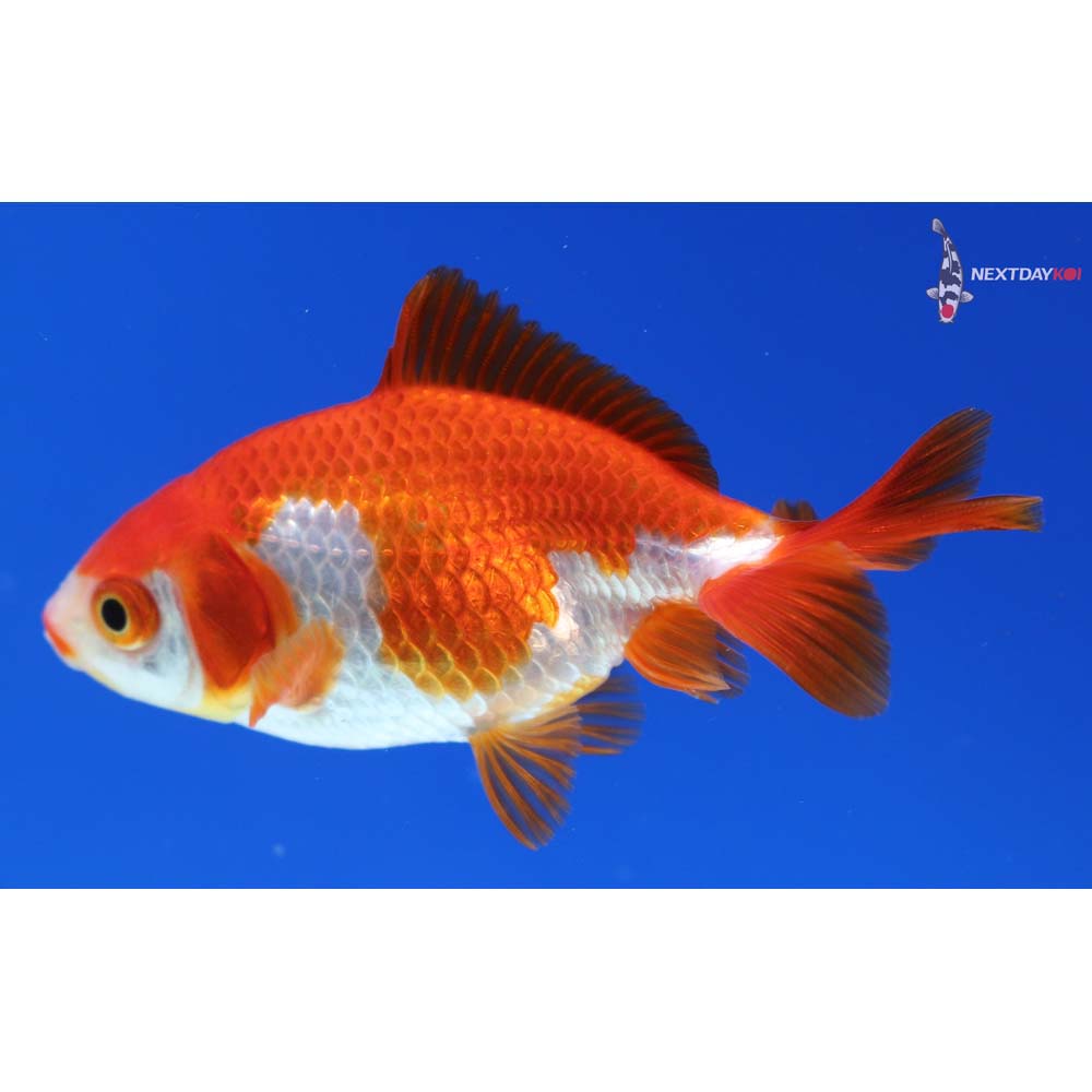 3” Imported Red and White Ryukin