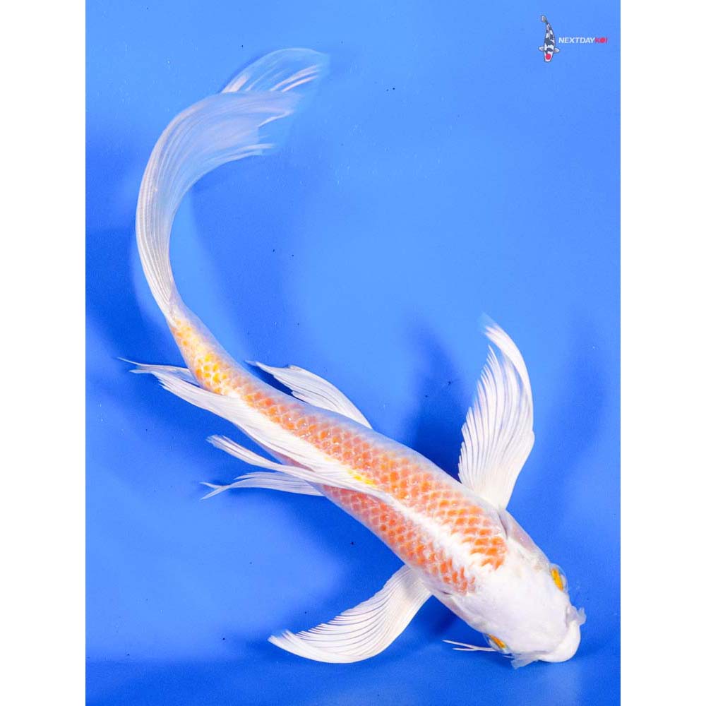 8” Imported Lemon Hariwake Butterfly Koi