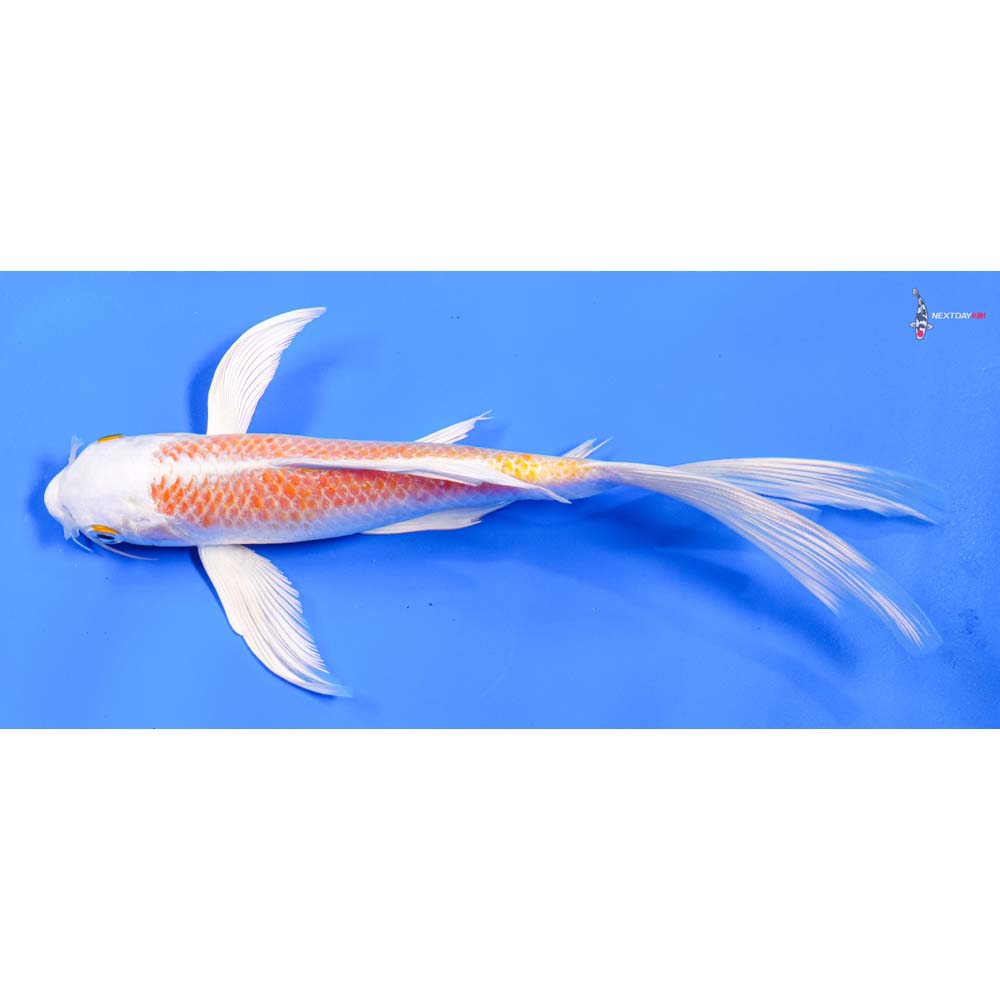 8” Imported Lemon Hariwake Butterfly Koi