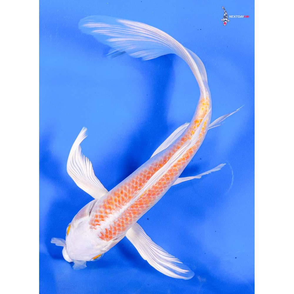 8” Imported Lemon Hariwake Butterfly Koi