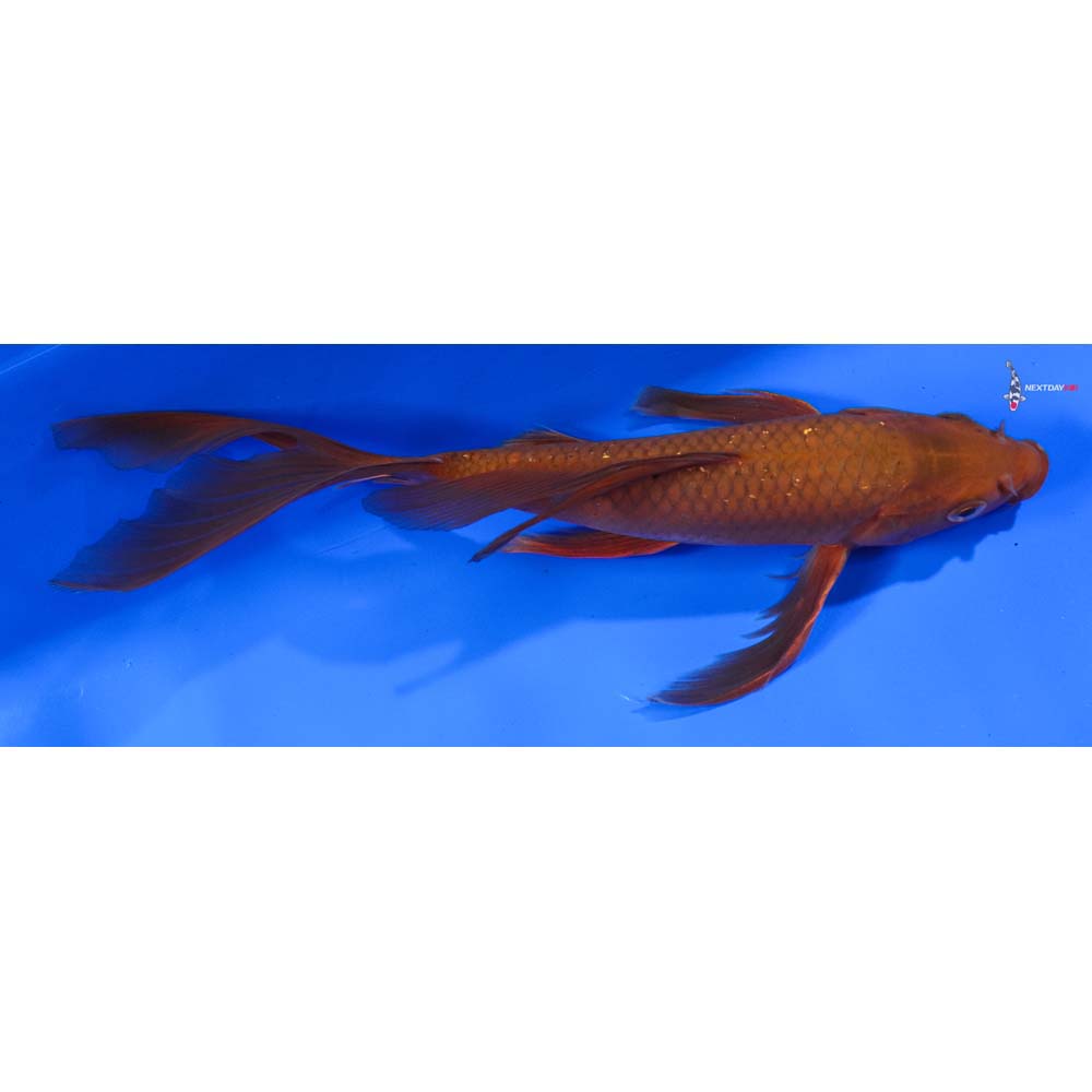 8” Imported Chagoi Butterfly Koi
