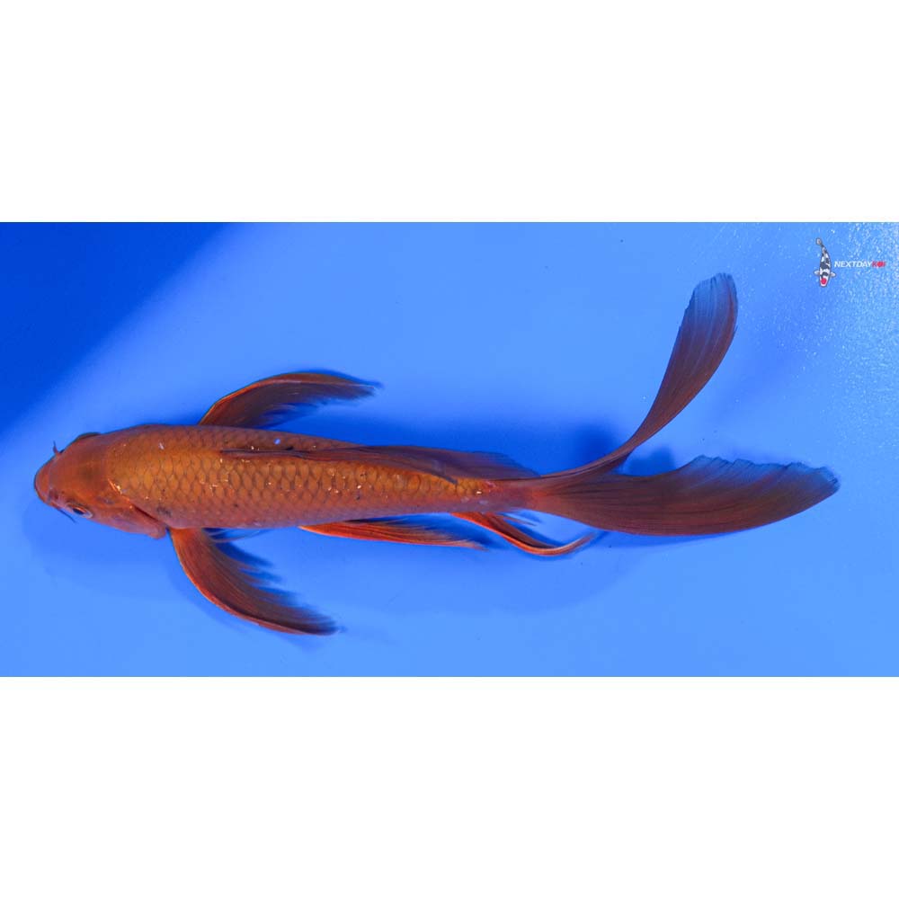 8” Imported Chagoi Butterfly Koi