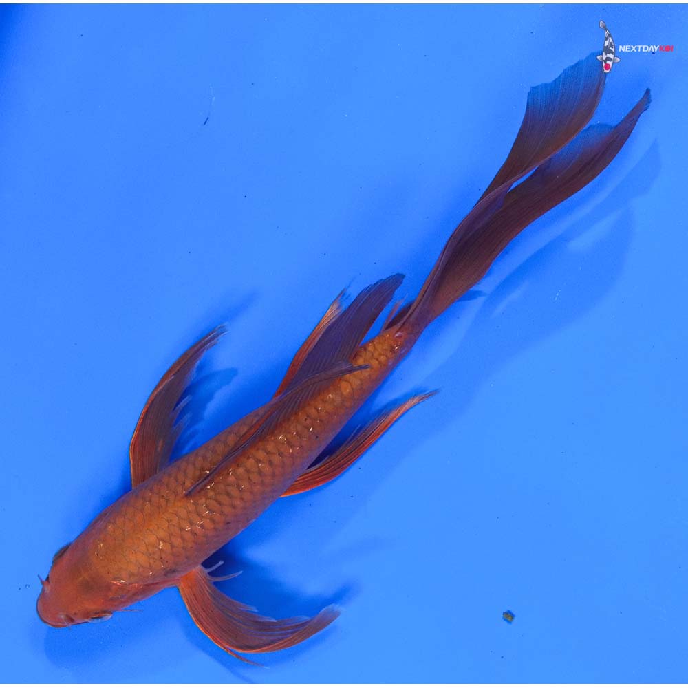 8” Imported Chagoi Butterfly Koi