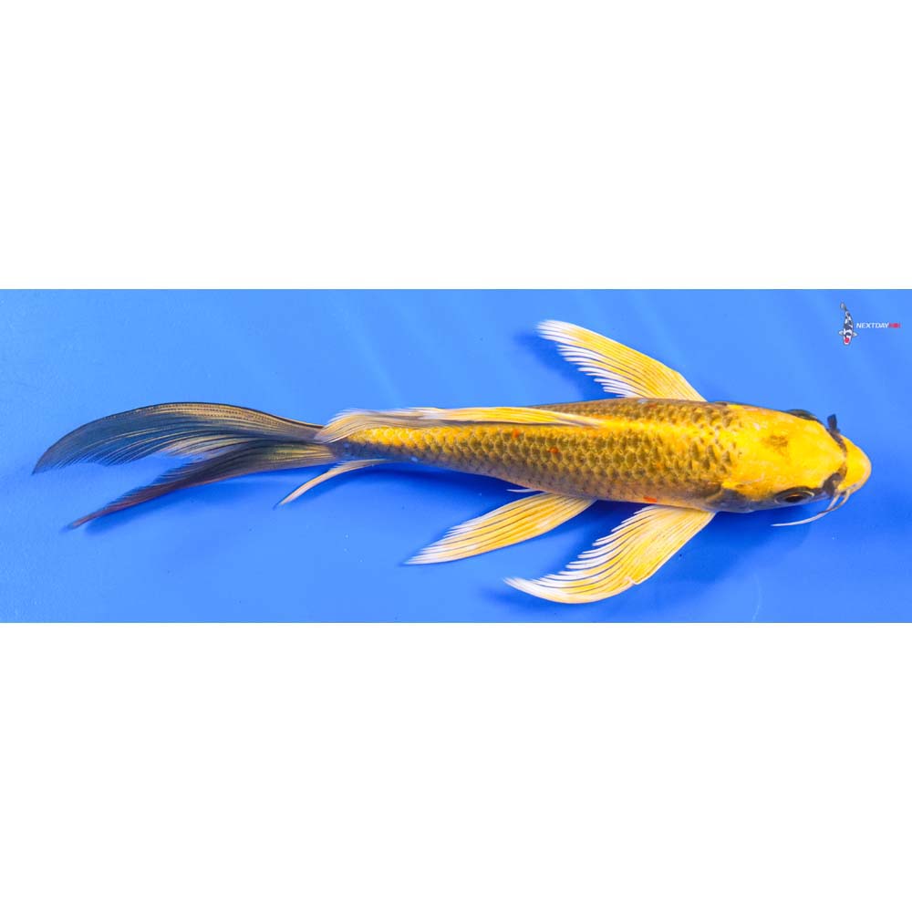 8” Imported Ki Matsuba Butterfly Koi
