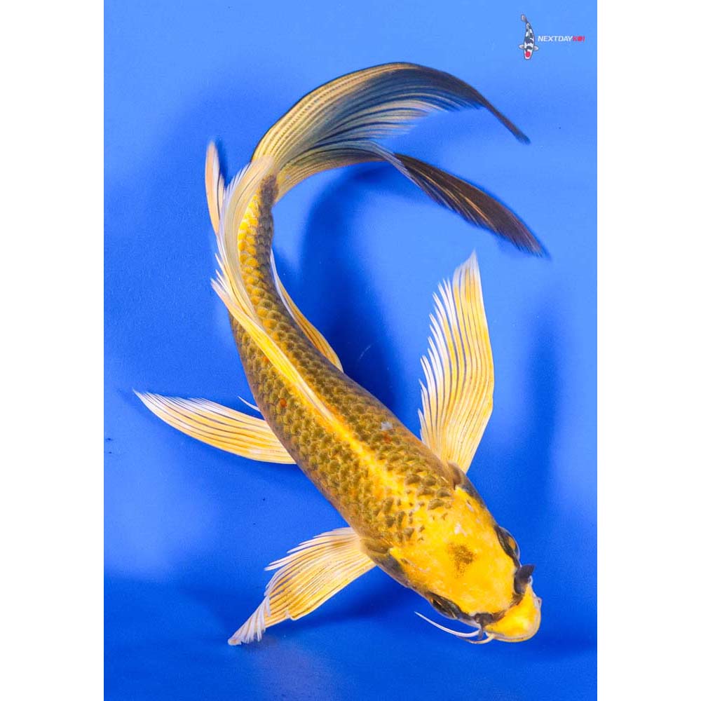 8” Imported Ki Matsuba Butterfly Koi