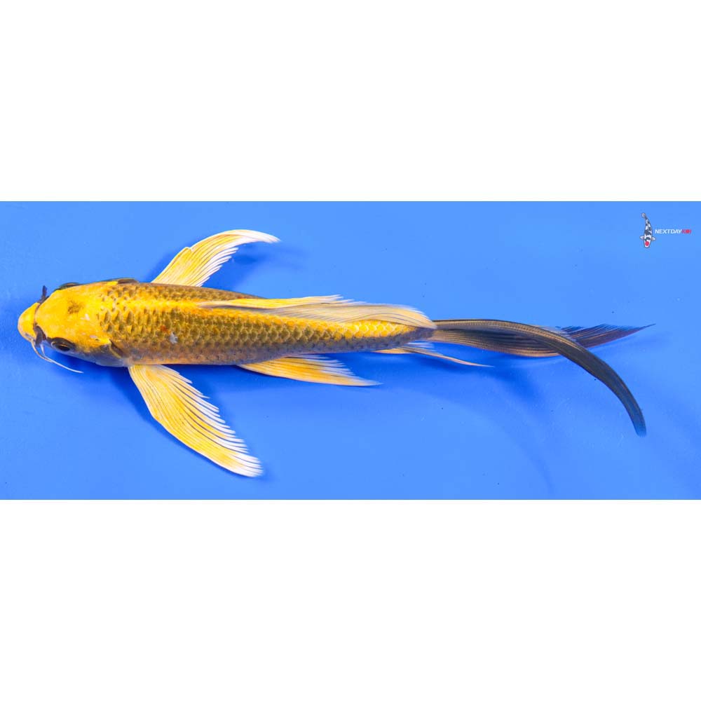 8” Imported Ki Matsuba Butterfly Koi