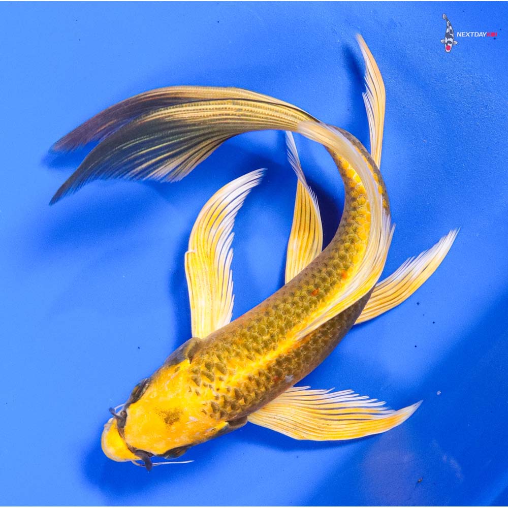 8” Imported Ki Matsuba Butterfly Koi