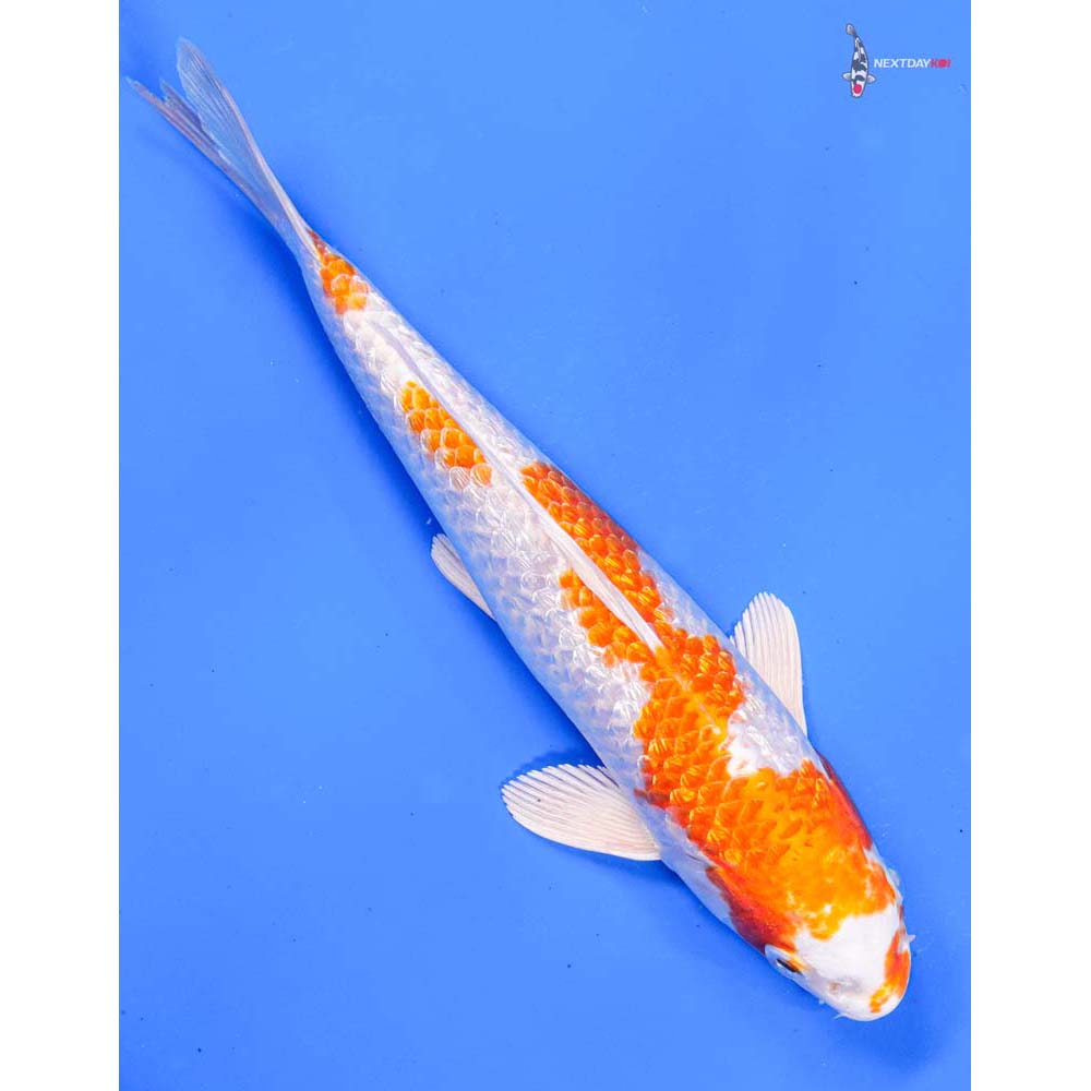 8” Imported Gin Rin Hariwake