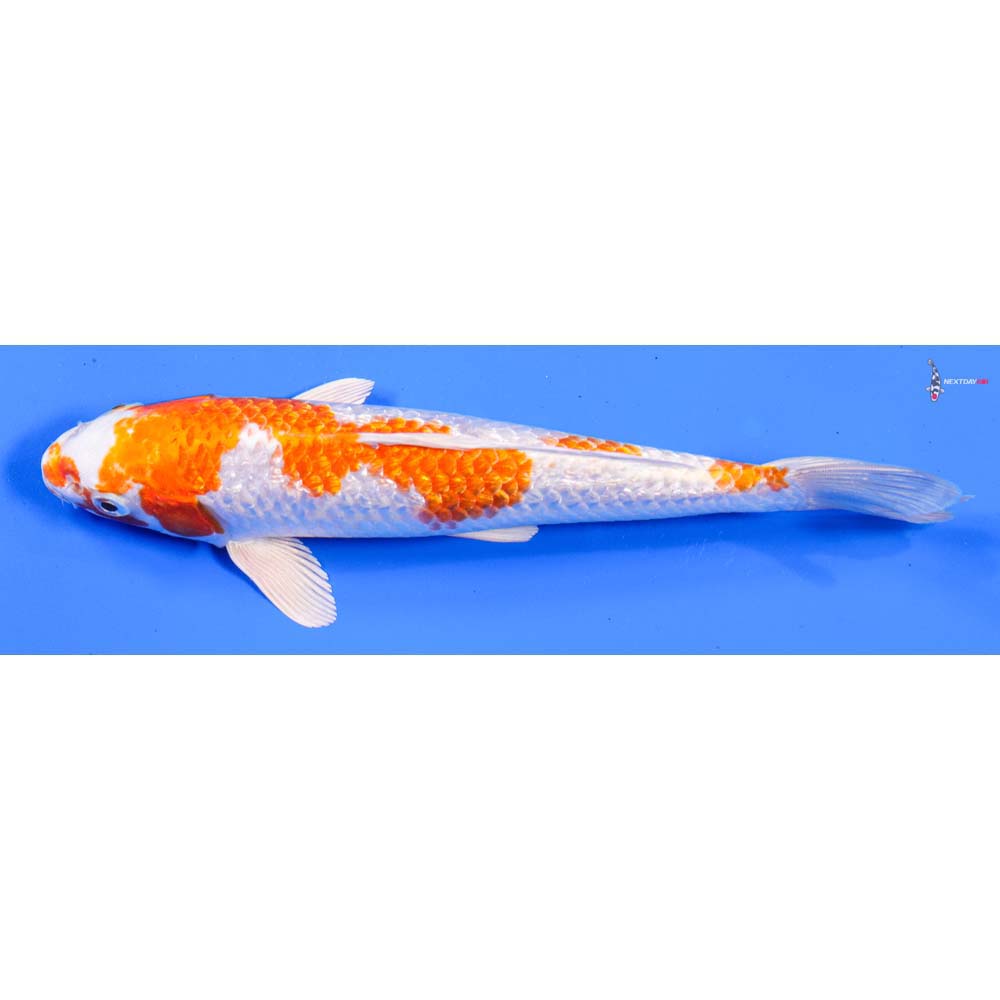 8” Imported Gin Rin Hariwake