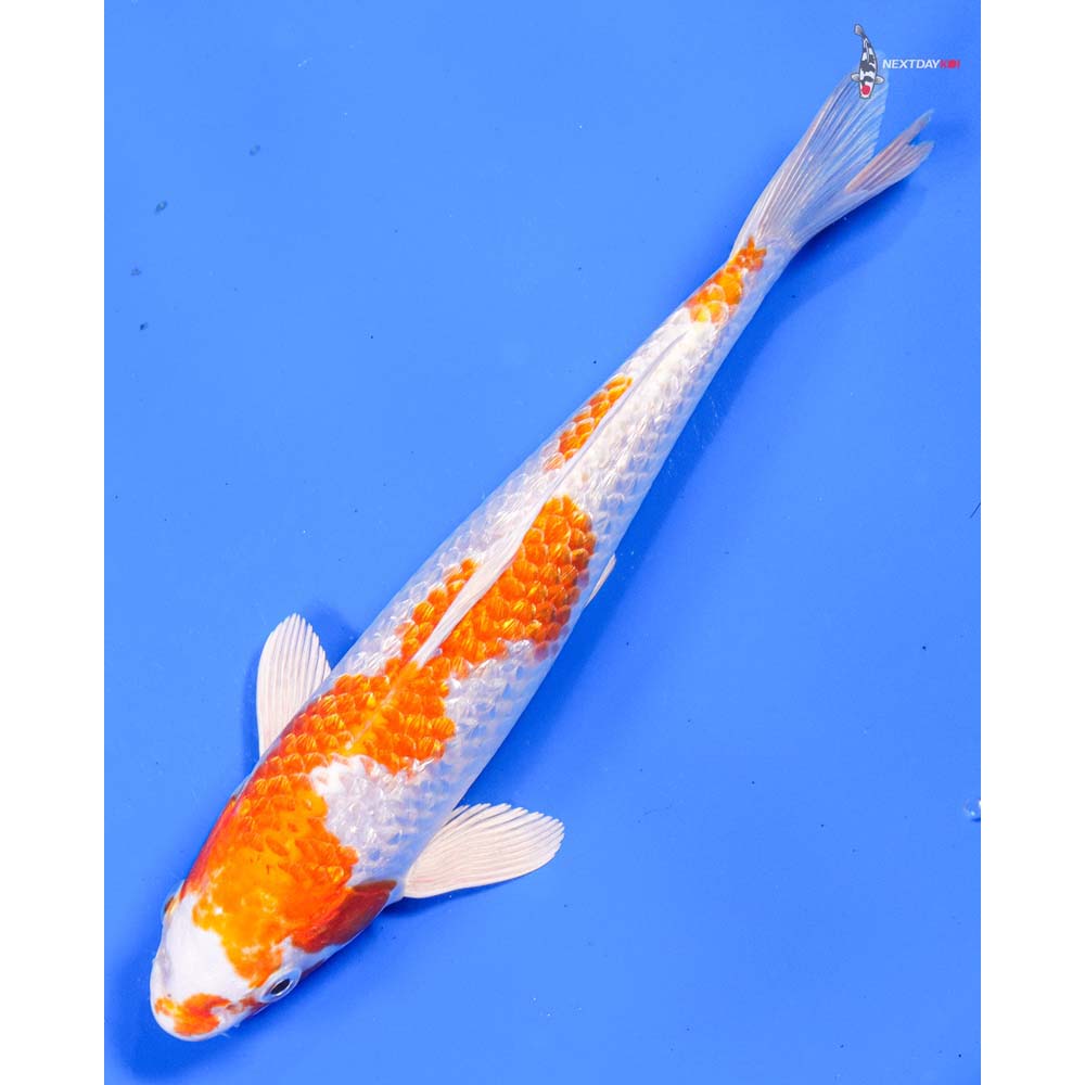 8” Imported Gin Rin Hariwake