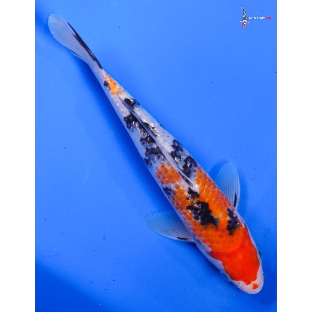 7.5” Imported Gin Rin Sanke