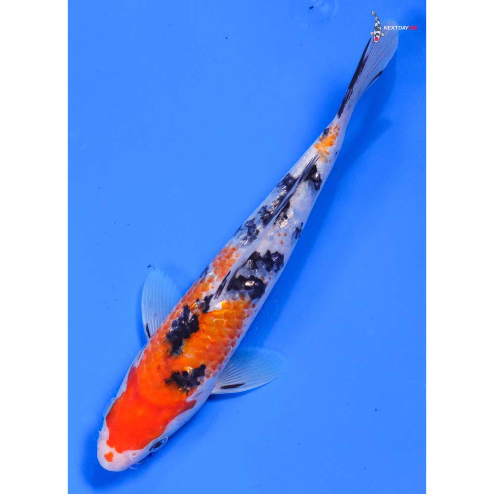 7.5” Imported Gin Rin Sanke