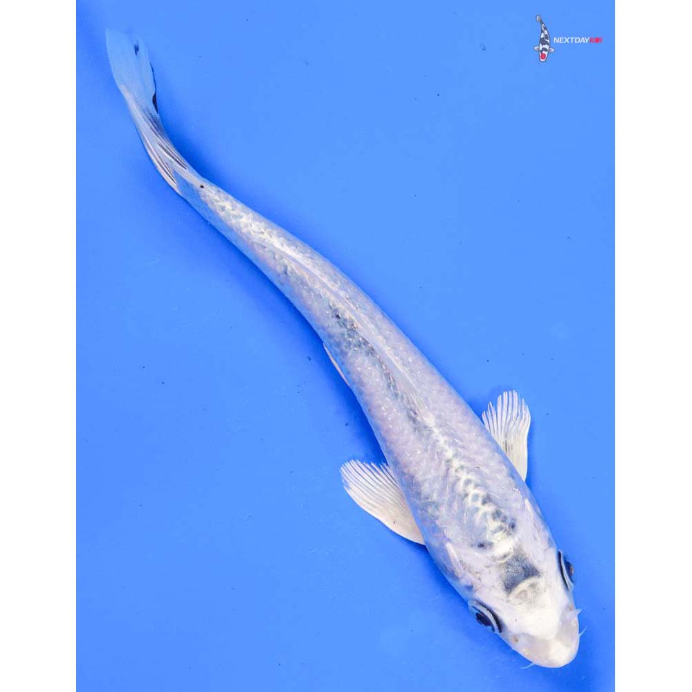 7” Imported Gin Matsuba