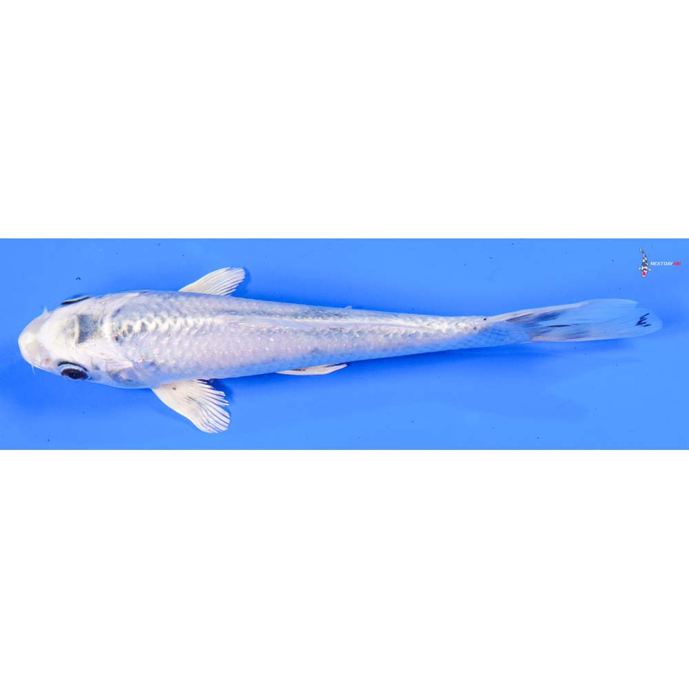 7” Imported Gin Matsuba