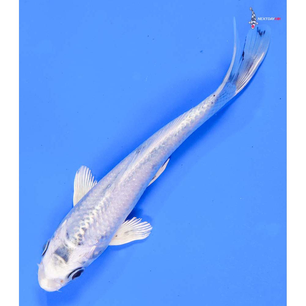 7” Imported Gin Matsuba