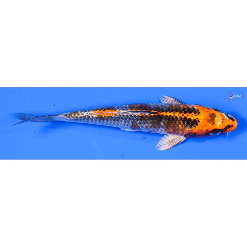 7” Imported Kujaku