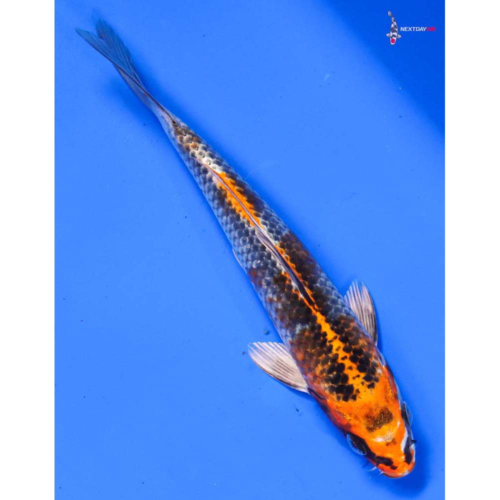 7” Imported Kujaku