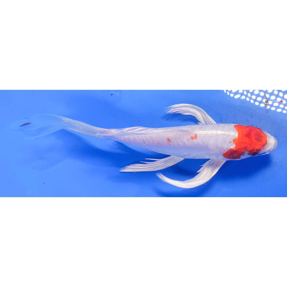 8” Imported Kikusui Butterfly Koi