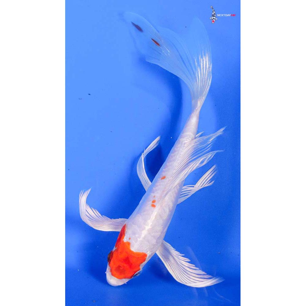 8” Imported Kikusui Butterfly Koi