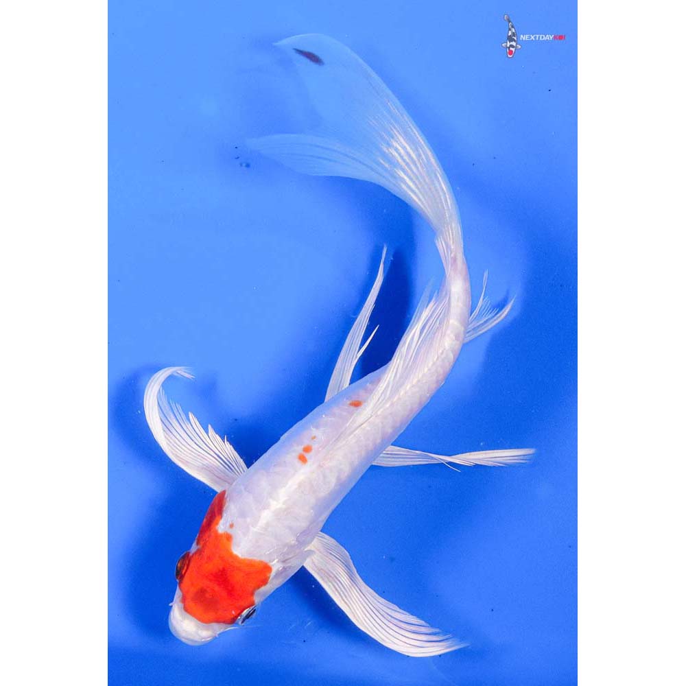8” Imported Kikusui Butterfly Koi