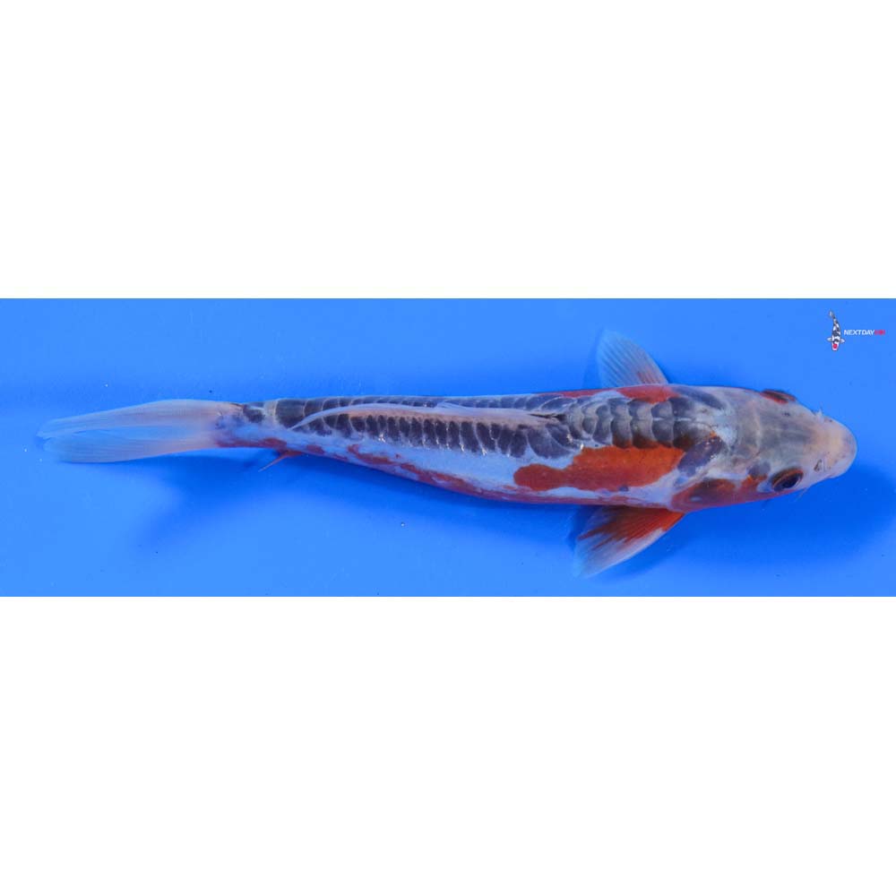 7” Imported Shusui